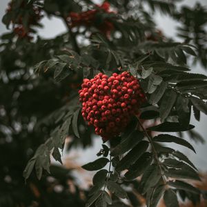 Preview wallpaper rowan, branch, berries, bush, leaves