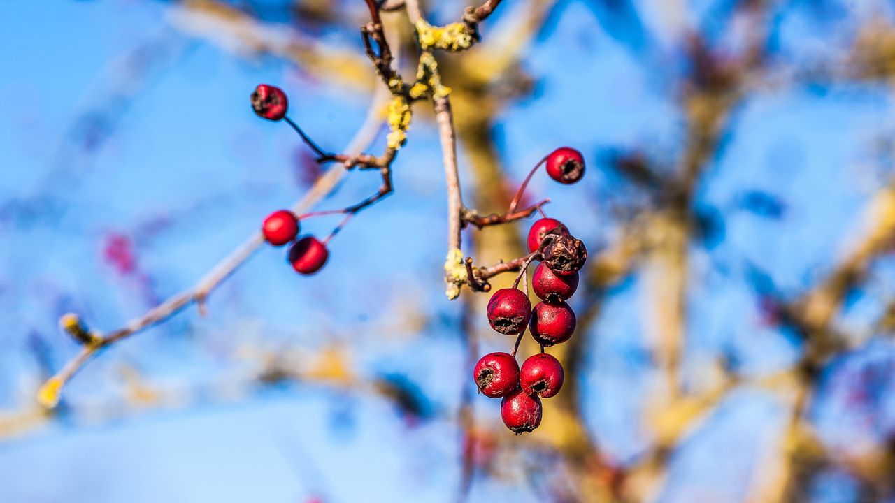 Wallpaper rowan, branch, close-up