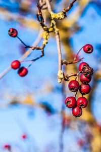 Preview wallpaper rowan, branch, close-up