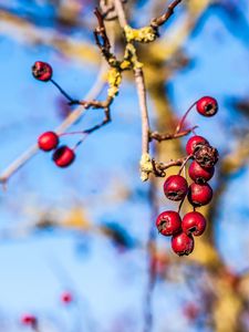 Preview wallpaper rowan, branch, close-up