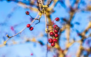 Preview wallpaper rowan, branch, close-up