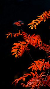 Preview wallpaper rowan, branches, leaves, red, macro