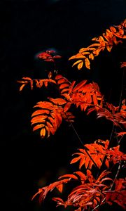 Preview wallpaper rowan, branches, leaves, red, macro