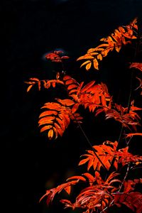 Preview wallpaper rowan, branches, leaves, red, macro