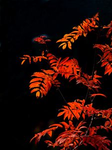 Preview wallpaper rowan, branches, leaves, red, macro