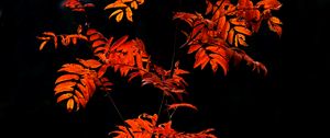 Preview wallpaper rowan, branches, leaves, red, macro