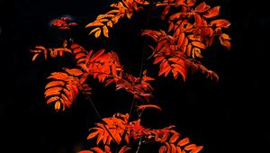 Preview wallpaper rowan, branches, leaves, red, macro