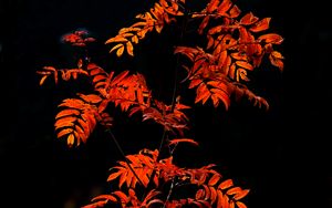 Preview wallpaper rowan, branches, leaves, red, macro