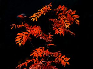 Preview wallpaper rowan, branches, leaves, red, macro