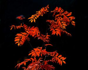 Preview wallpaper rowan, branches, leaves, red, macro