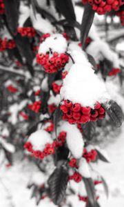 Preview wallpaper rowan, snow, berries, branch, winter