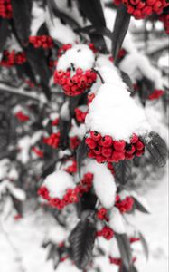 Preview wallpaper rowan, snow, berries, branch, winter