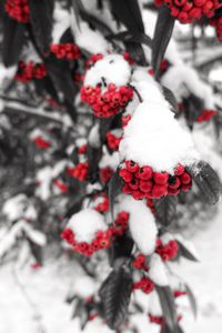 Preview wallpaper rowan, snow, berries, branch, winter