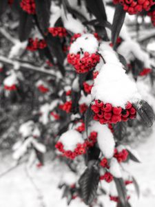 Preview wallpaper rowan, snow, berries, branch, winter