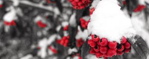 Preview wallpaper rowan, snow, berries, branch, winter