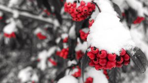 Preview wallpaper rowan, snow, berries, branch, winter