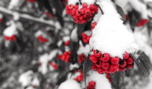 Preview wallpaper rowan, snow, berries, branch, winter