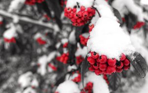 Preview wallpaper rowan, snow, berries, branch, winter