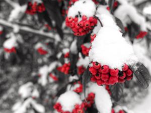 Preview wallpaper rowan, snow, berries, branch, winter