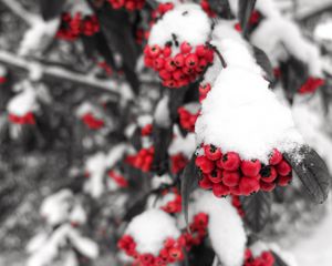 Preview wallpaper rowan, snow, berries, branch, winter