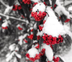 Preview wallpaper rowan, snow, berries, branch, winter