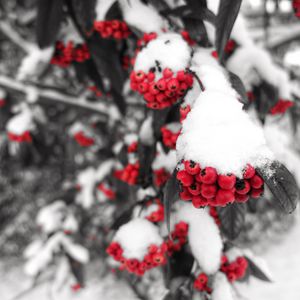Preview wallpaper rowan, snow, berries, branch, winter