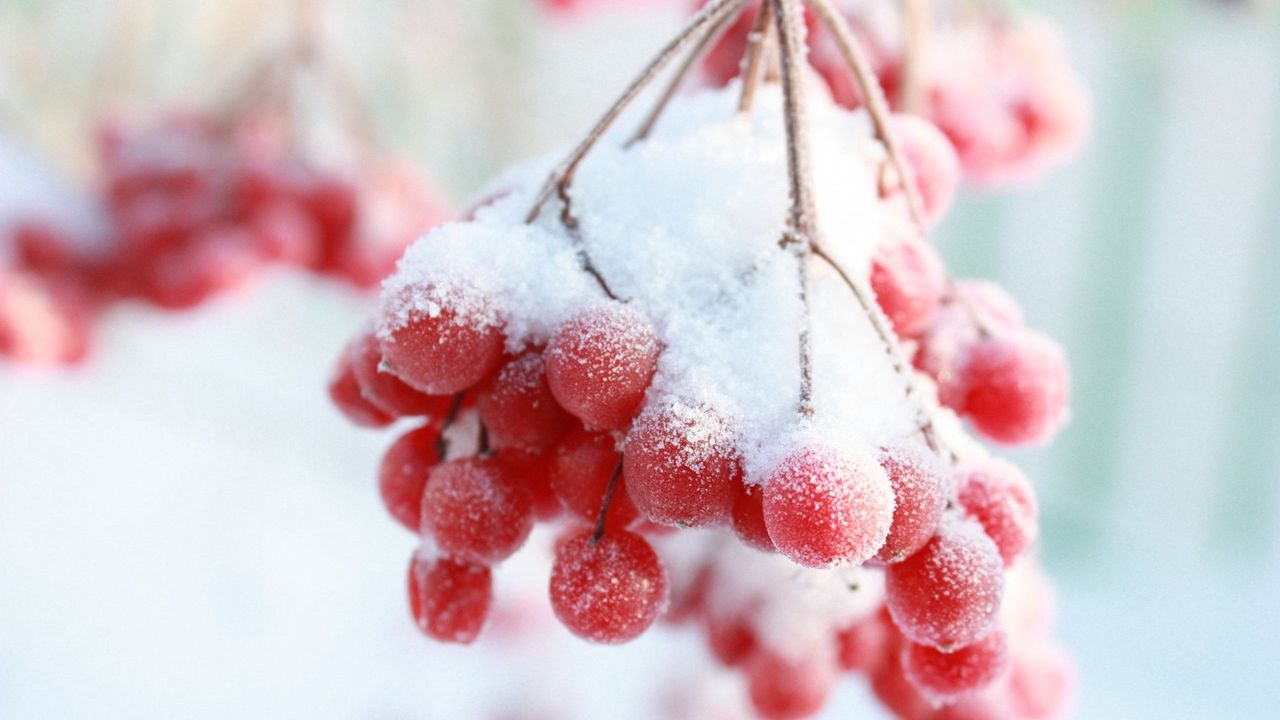 Wallpaper rowan, snow berry, winter, branch hd, picture, image