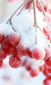 Preview wallpaper rowan, snow berry, winter, branch