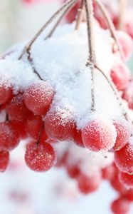 Preview wallpaper rowan, snow berry, winter, branch