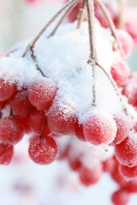 Preview wallpaper rowan, snow berry, winter, branch