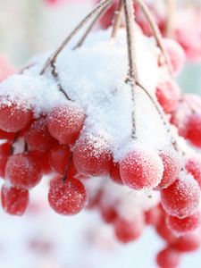 Preview wallpaper rowan, snow berry, winter, branch