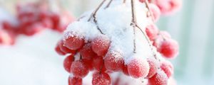 Preview wallpaper rowan, snow berry, winter, branch