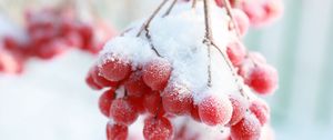 Preview wallpaper rowan, snow berry, winter, branch