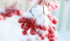 Preview wallpaper rowan, snow berry, winter, branch