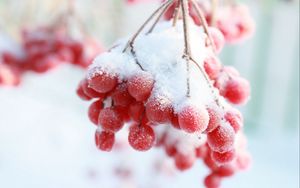 Preview wallpaper rowan, snow berry, winter, branch