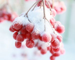 Preview wallpaper rowan, snow berry, winter, branch