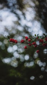 Preview wallpaper rowanberry, berries, branch, bokeh, blur