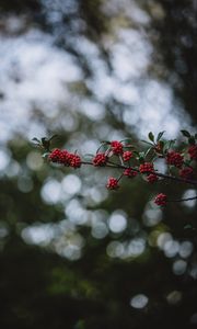 Preview wallpaper rowanberry, berries, branch, bokeh, blur