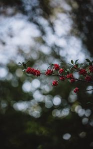 Preview wallpaper rowanberry, berries, branch, bokeh, blur