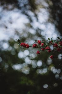 Preview wallpaper rowanberry, berries, branch, bokeh, blur