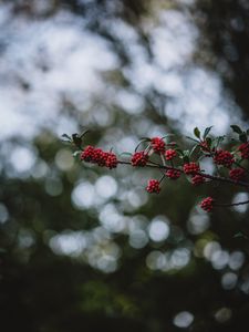 Preview wallpaper rowanberry, berries, branch, bokeh, blur