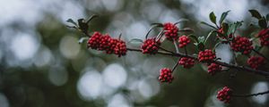 Preview wallpaper rowanberry, berries, branch, bokeh, blur