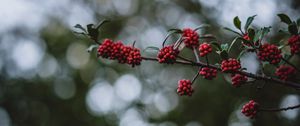 Preview wallpaper rowanberry, berries, branch, bokeh, blur