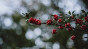 Preview wallpaper rowanberry, berries, branch, bokeh, blur