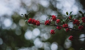 Preview wallpaper rowanberry, berries, branch, bokeh, blur