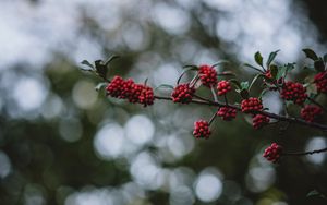 Preview wallpaper rowanberry, berries, branch, bokeh, blur