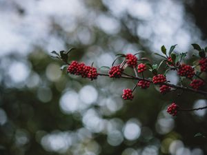 Preview wallpaper rowanberry, berries, branch, bokeh, blur