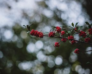 Preview wallpaper rowanberry, berries, branch, bokeh, blur