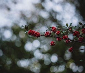 Preview wallpaper rowanberry, berries, branch, bokeh, blur