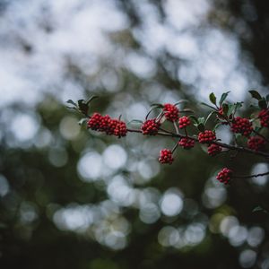 Preview wallpaper rowanberry, berries, branch, bokeh, blur